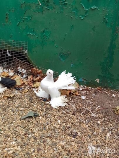 Продажа статных голубей