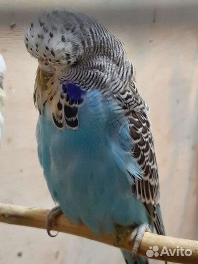 Попугаи ввп чехи птенцы