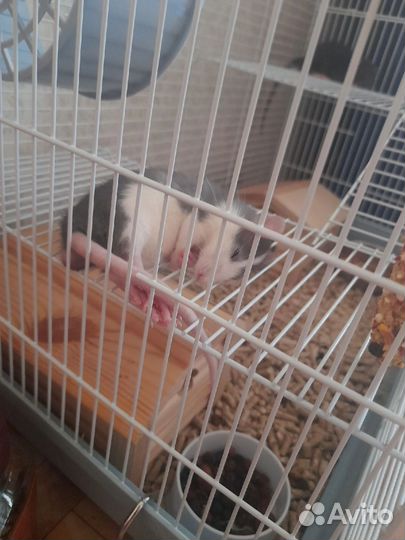 Клетка для грызунов большая 60*35*40
