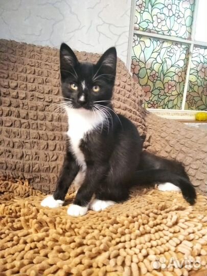 Котята в дар