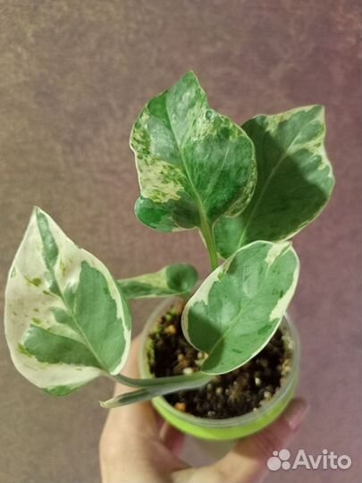 Сциндапсусы / эпипремнумы