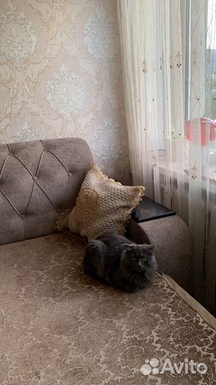 Отдам бесплатно