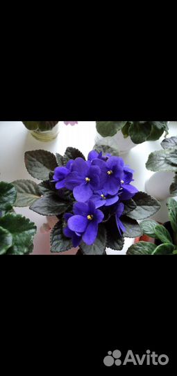 Blueberry puff стартер фиалки