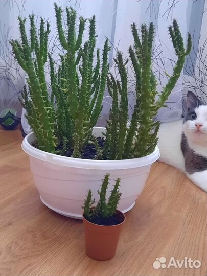 Кактусы и суккуленты