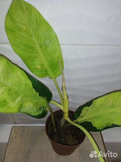 Филодендрон Тай Санрайз