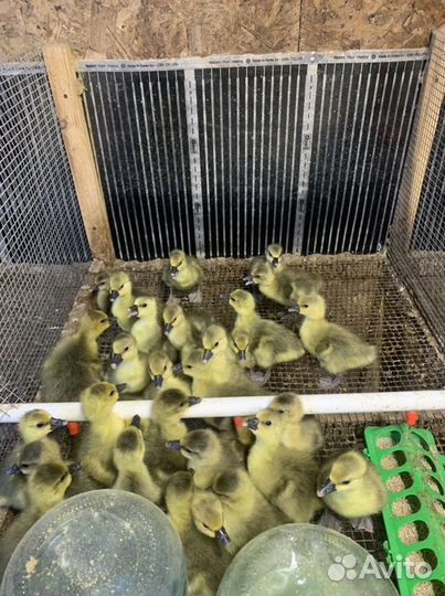 Гусята губернаторские белые, крупная серая