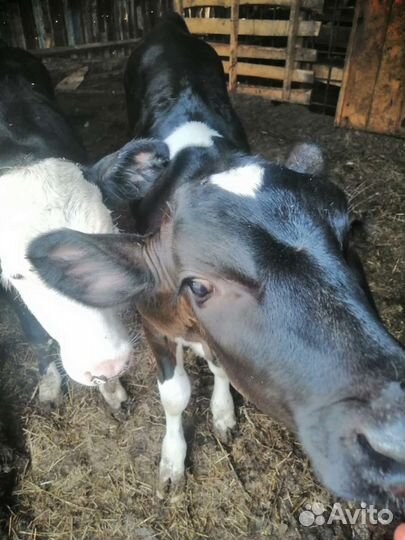 Коровы и бычки