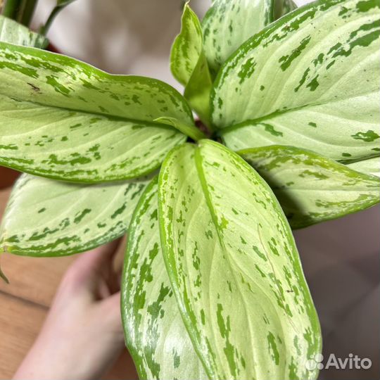 Аглаонема сильвер кинг, мария, грейхаунд