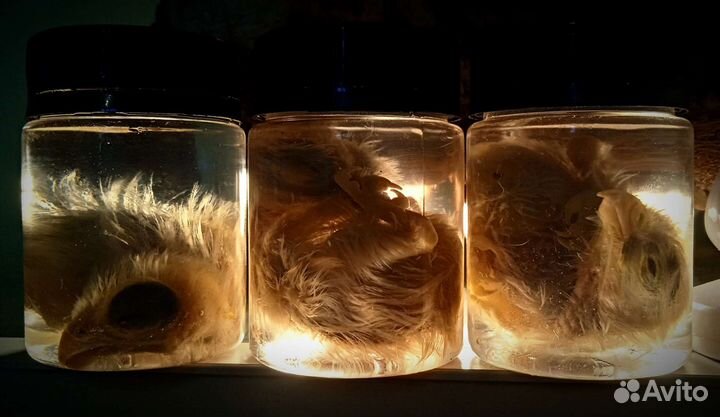 Птенцы в баночках