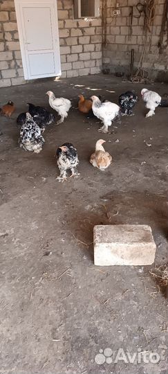Куры брама