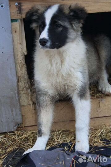 Красавица девочка в добрые руки