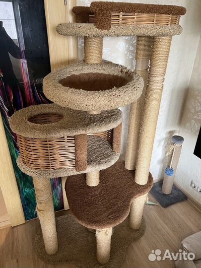 Кошачий комплекс