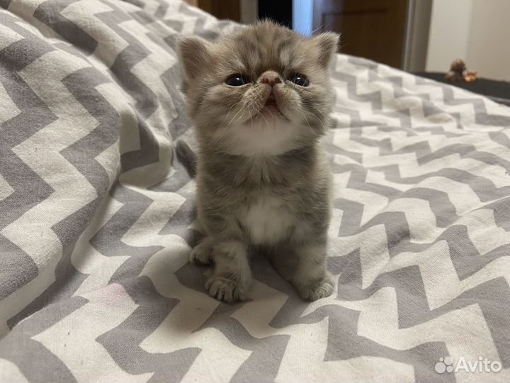 Продам котенка экзот экстремал, девочка
