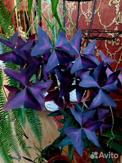 Домашние цветочки