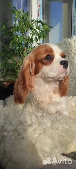 Кавалер кинг чарльз спаниель