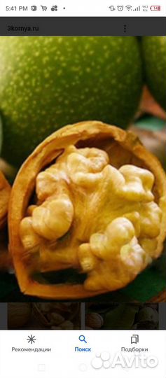 Орех грецкий Идеал (саженцы)