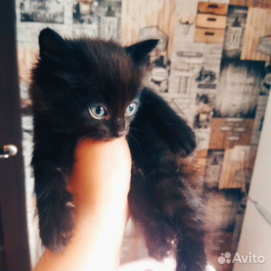 Котенок