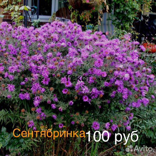 Продам цветы для вашей клумбы