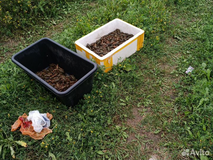 Раки для разведения