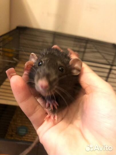 Крыс с клеткой