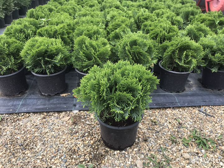 Туя Даника шаровидная