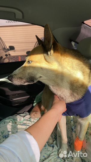 Собака в добрые руки