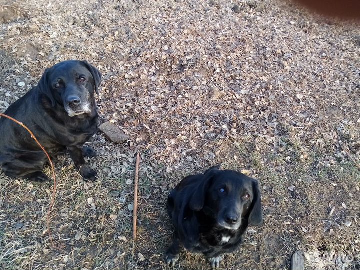 Передержка собак