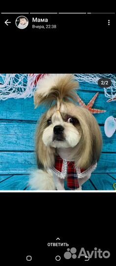 Ши-тцу вязка