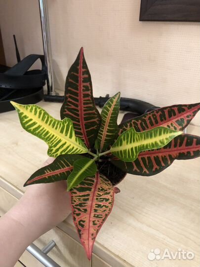 Кодиеум кротон