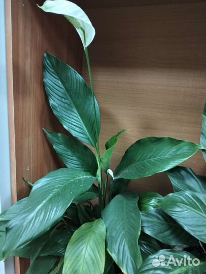 Спатифиллум