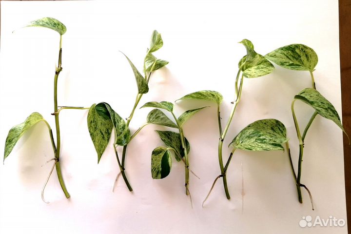 Эпипремнум ауреум, сциндапсус, комнатные цветы