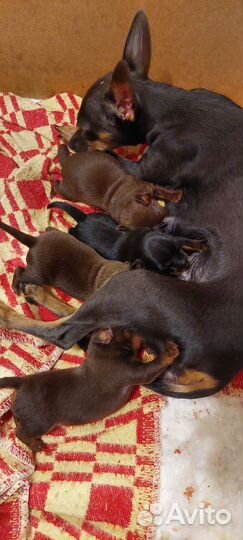 Той-терьер щенки