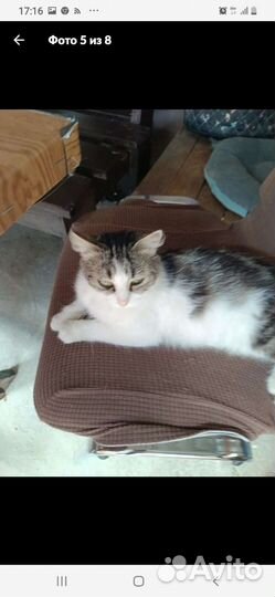 Кошка в дар бесплатно