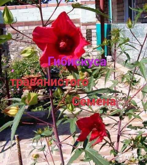 Гибискус травянистый многолетний