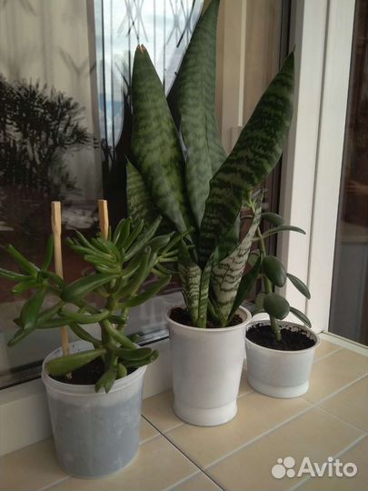 Толстянка, крассула хоббит