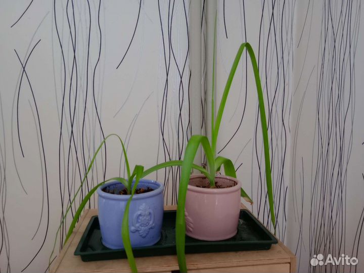 Индийский лук