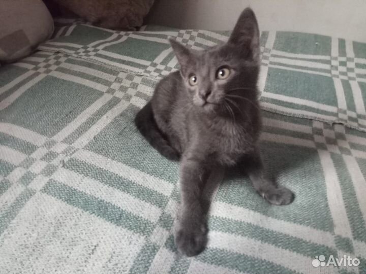 Котята