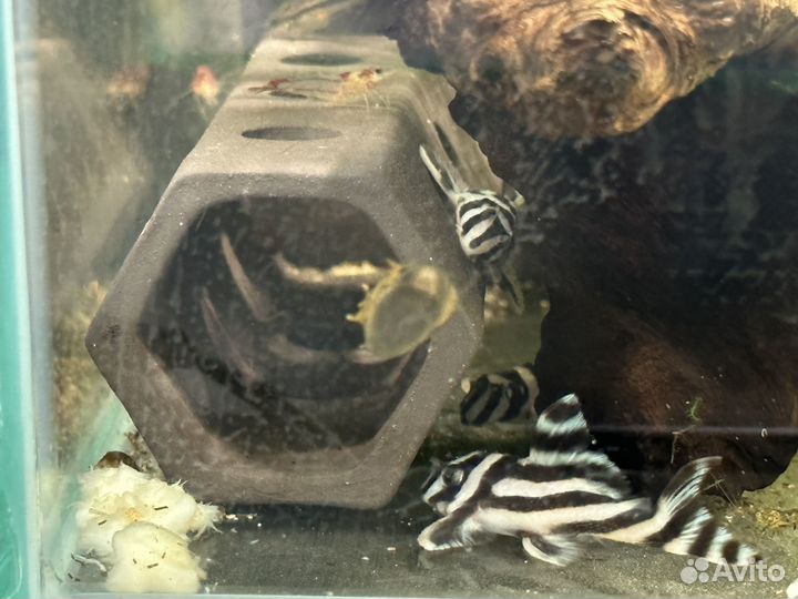 Аквариумные рыбки, номерные сомы, L-046