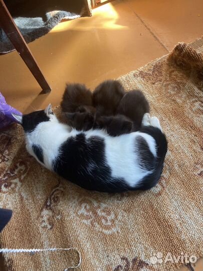 Котята черные