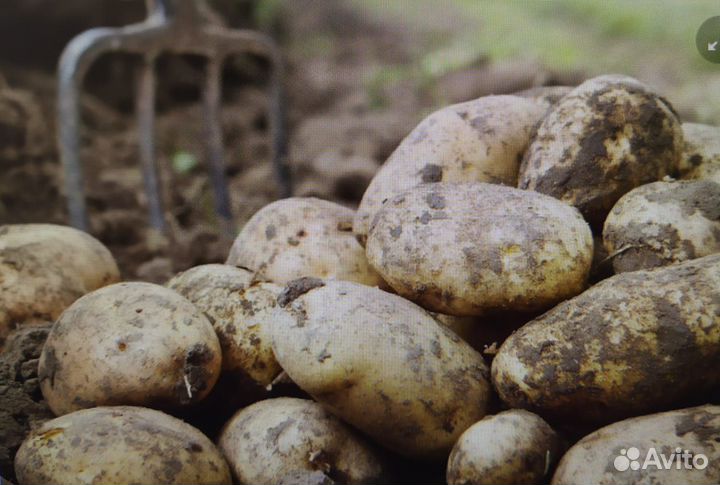 Продам картофель с доставкой 