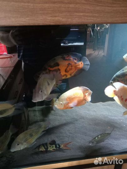 Астронотусы