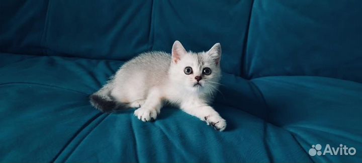Котята британской серебристой шиншиллы