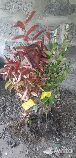 Растения окс опт