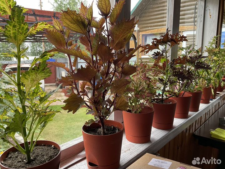 Цветы комнатные в горшках