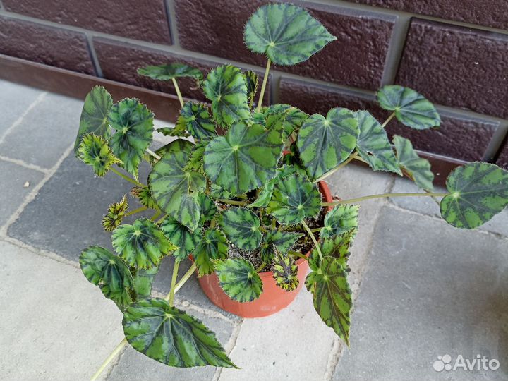 Комнатные цветы