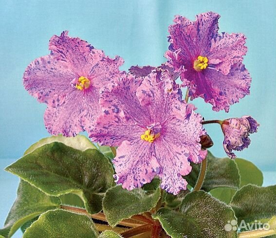 Фиалка Сортовая