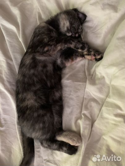 Котята в добрые руки даром