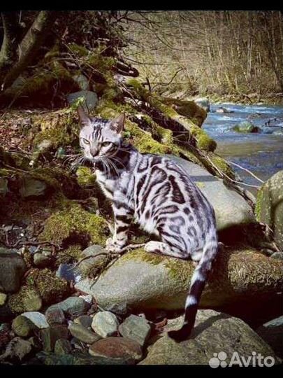 Серебряные котята