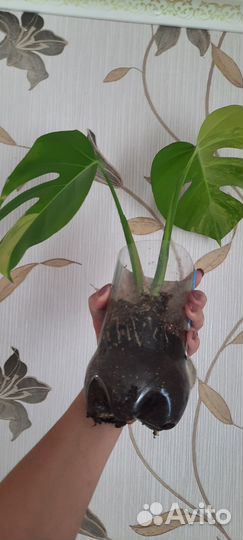 Монстера yellow splash