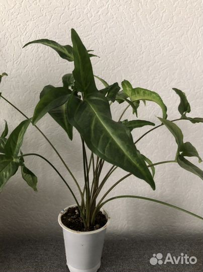 Сингониум ушковатый